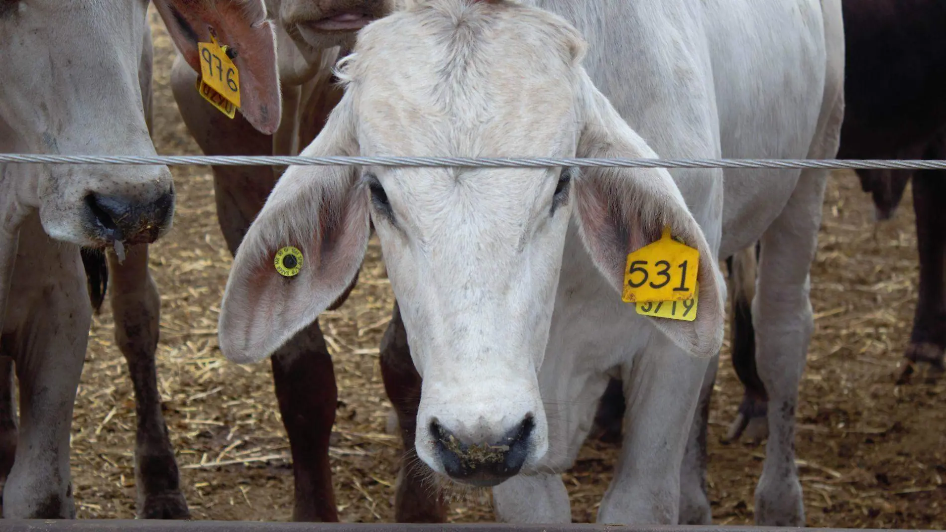 1012853_Campaña vs Tubercolosis Bovina_web